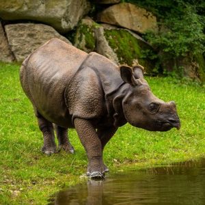 assam as honeymoon desitination