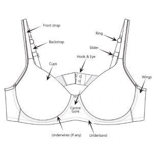 anatomy of a bra